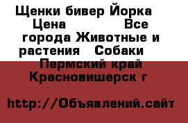 Щенки бивер Йорка  › Цена ­ 30 000 - Все города Животные и растения » Собаки   . Пермский край,Красновишерск г.